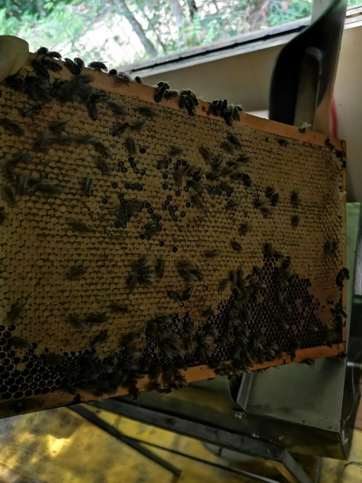 Utrinki iz čebelnjaka 35